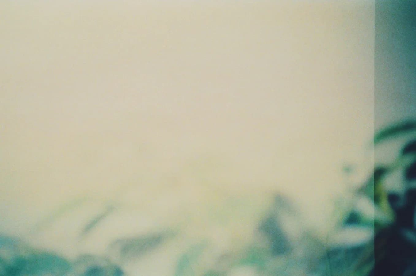 Soft daylight and plant shadow falling across a plain wall